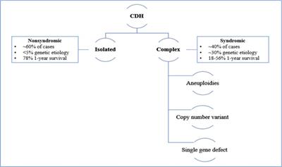 Cellular, molecular, and metabolic aspects of developing lungs in congenital diaphragmatic hernia